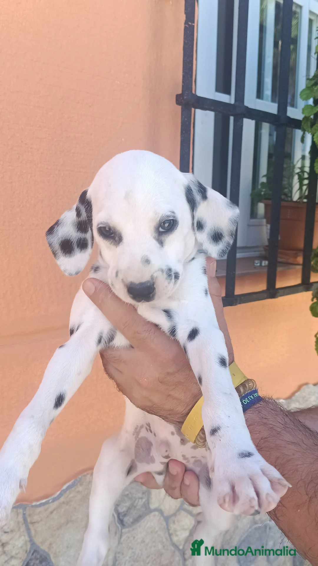 Dálmata perros en venta: Dalmata disponible  - Anuncio 10