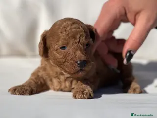 Caniche Toy perros PRECIOSO EJEMPLAR DE CANICHE TOY ROJO - Anuncio 2