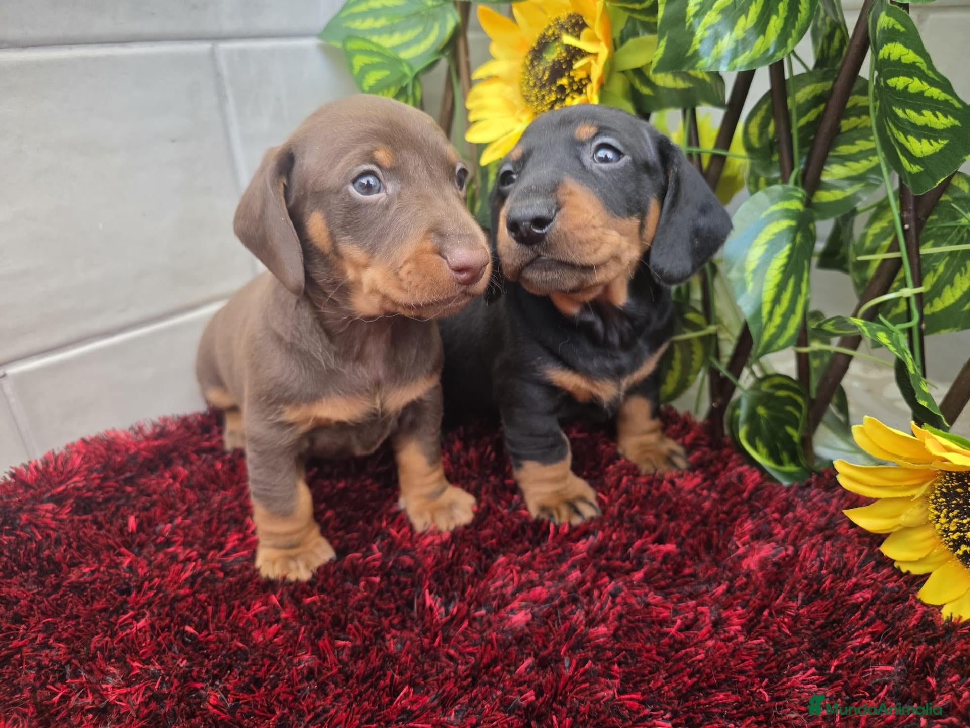 Teckel Miniatura perros en venta: Teckel Miniatura - Anuncio 1