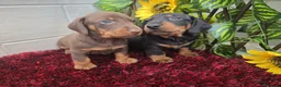Teckel Miniatura perros en venta: Teckel Miniatura - Anuncio 1