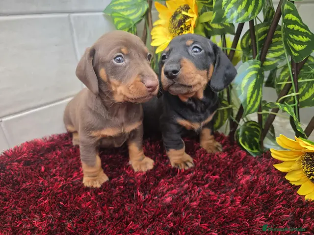 Teckel Miniatura perros en venta: Teckel Miniatura - Anuncio 6