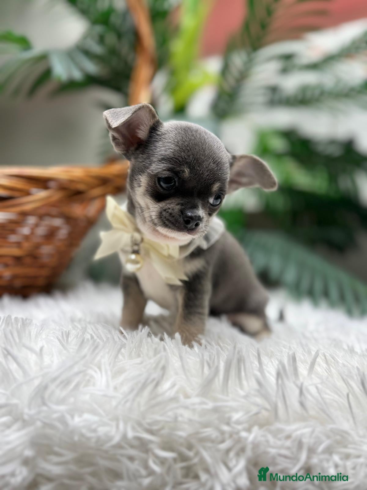 Chihuahua perros CHIHUAHUA  - Anuncio 1