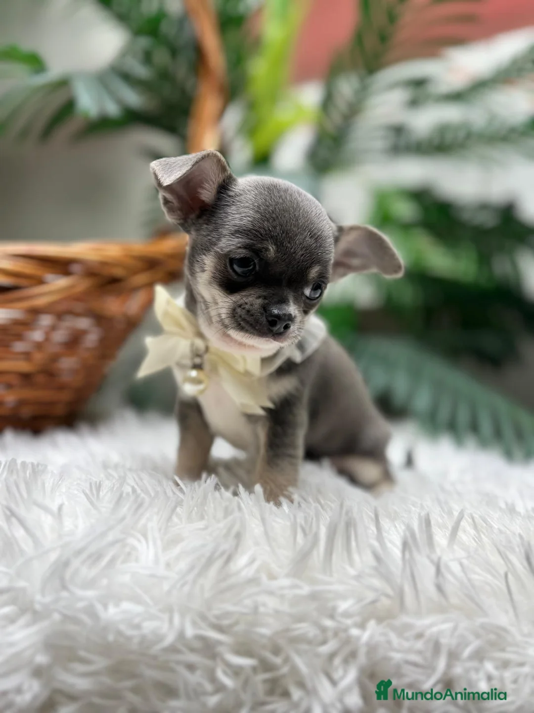 Chihuahua perros en venta: CHIHUAHUA  - Anuncio 1