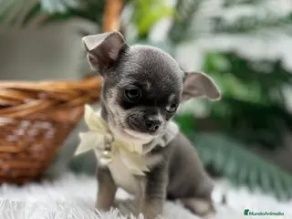 Chihuahua perros CHIHUAHUA - Anuncio 1
