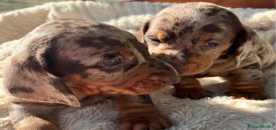 Imagen de galería {{count}}