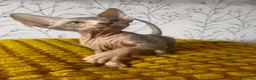 Sphynx gatos en venta: Sphynx  - Anuncio 4