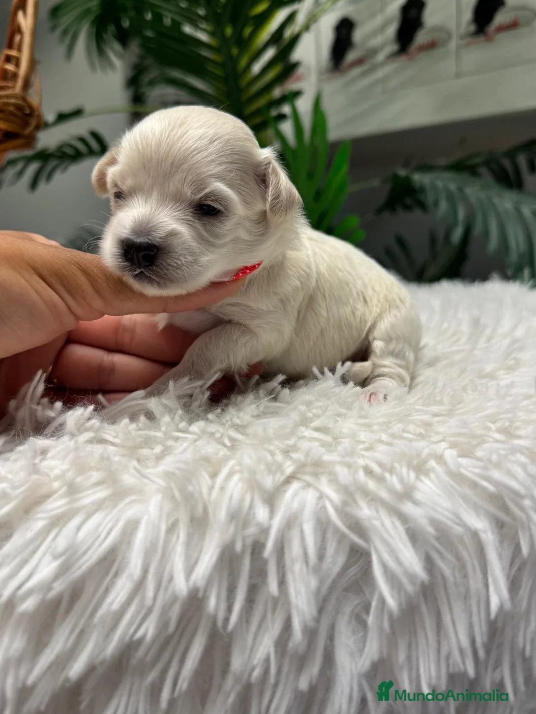 Maltipoo perros en venta: MALTIPOO HEMBRA - Anuncio 1