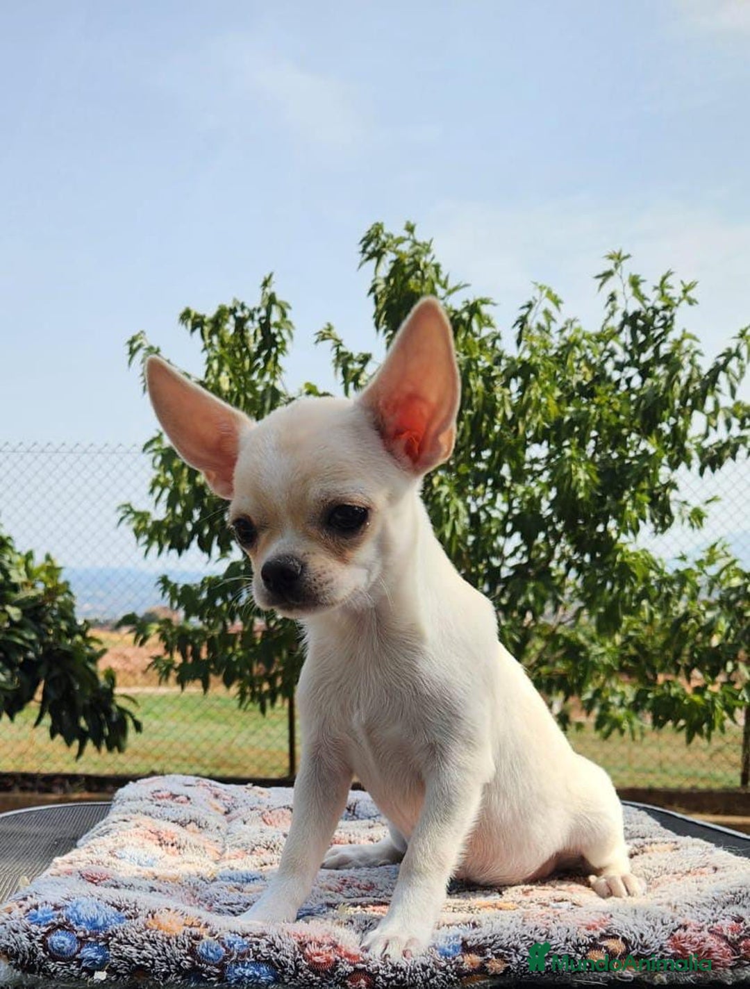 Chihuahua perros en venta: CHIHUAHUA MACHITOS - Imagen 2