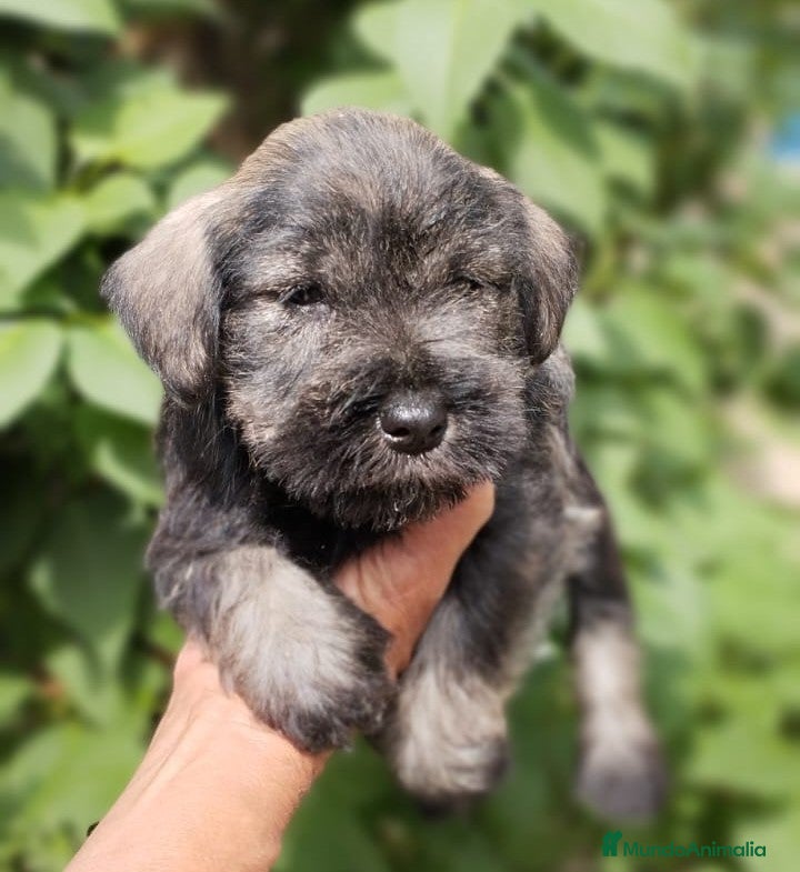 Schnauzer Miniatura perros Cadells de SCHNAUZER MINI SAL I PEBRE,  - Anuncio 1