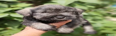 Schnauzer Miniatura Cachorro 1