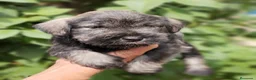 Schnauzer Miniatura perros en venta: Cadells de SCHNAUZER MINI SAL I PEBRE,  - Anuncio 1