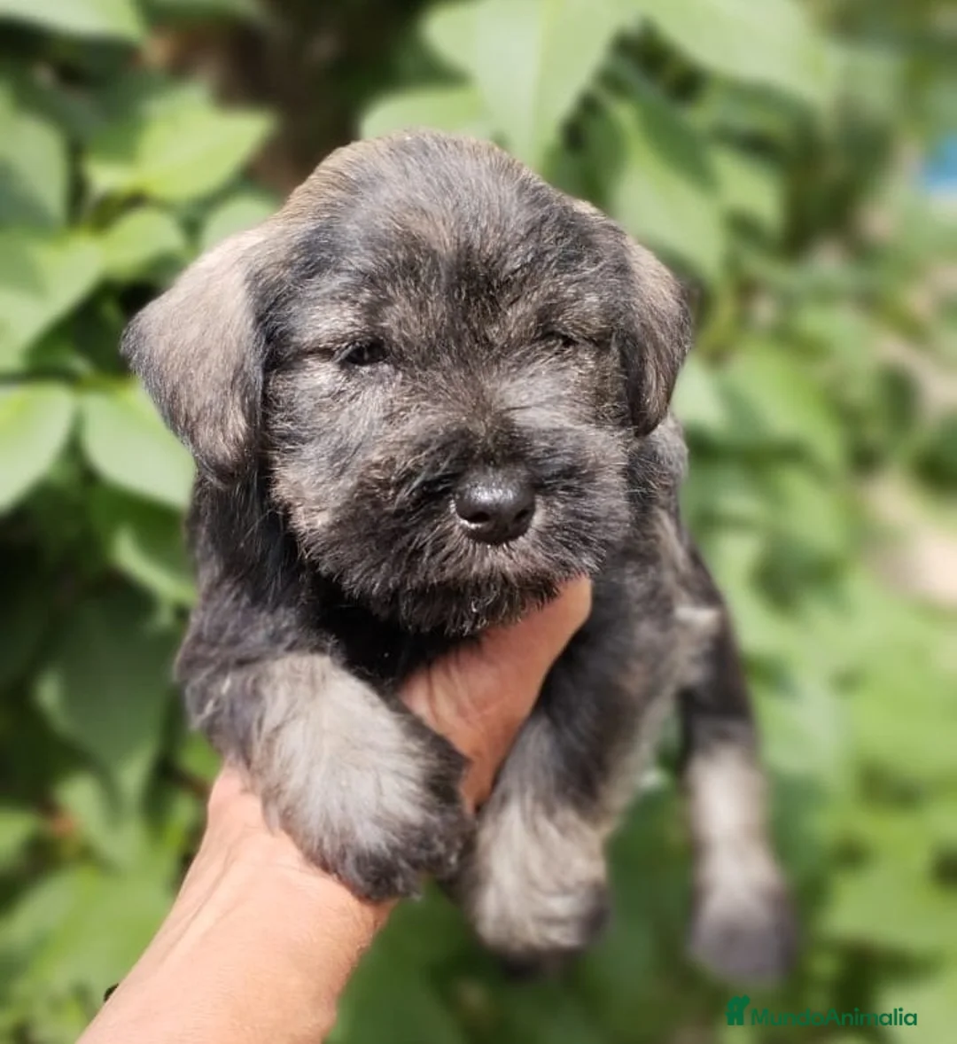 Schnauzer Miniatura perros en venta: Cadells de SCHNAUZER MINI SAL I PEBRE,  - Anuncio 1