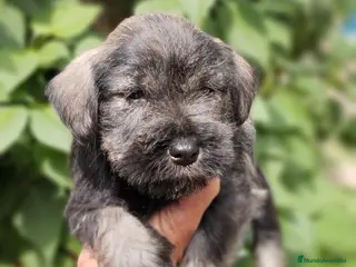 Schnauzer Miniatura perros en venta: Cadells de SCHNAUZER MINI SAL I PEBRE, - Anuncio 2