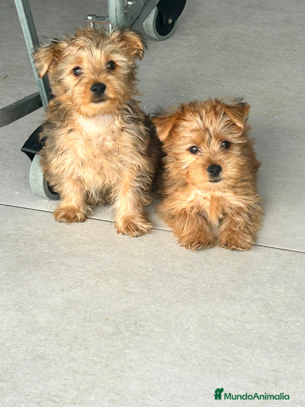 Yorkshire Terrier perros Yorkshire mini  - Anuncio 1