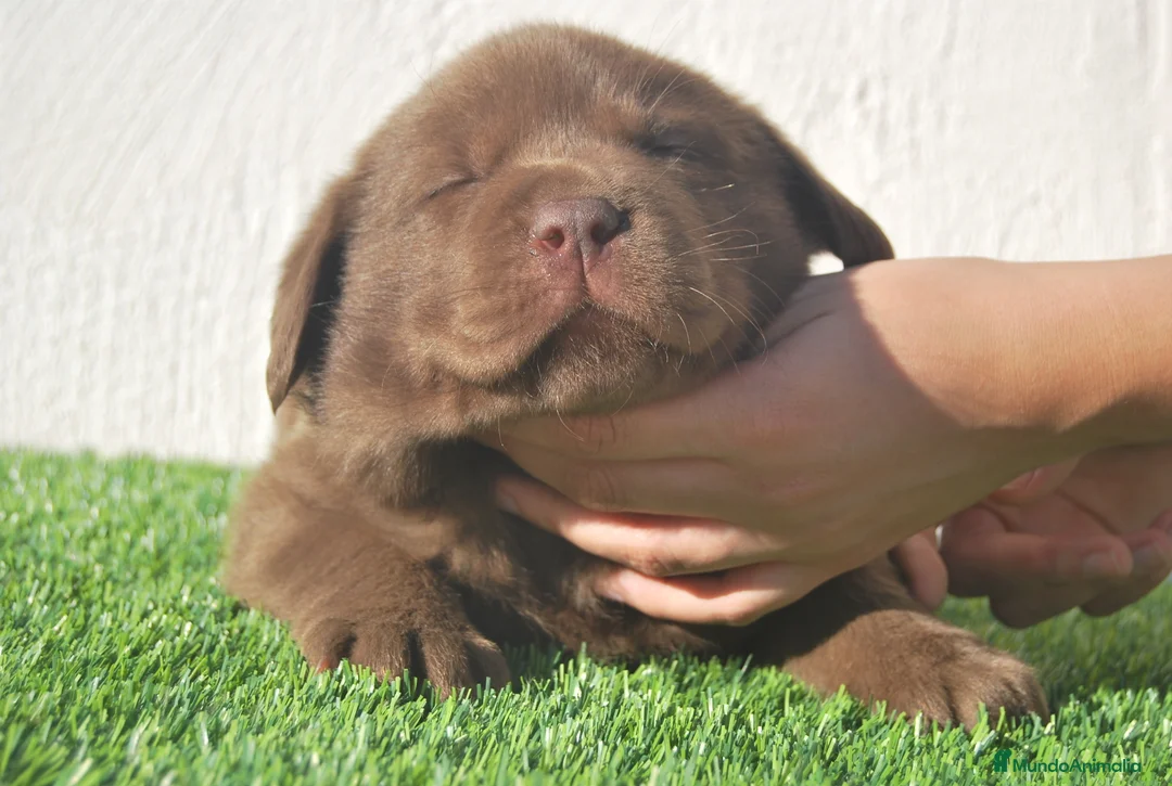 Labrador Retriever perros en venta: Labrador chocolate, cachorros en Asturias - Anuncio 10