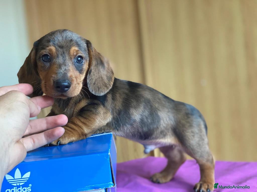 Teckel Miniatura perros Teckel miniatura ( DISPONIBLES )  en Ciudad Real - Anuncio 2