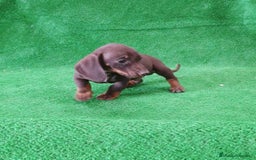 Teckel Miniatura perros en venta: Teckel kanichen " Oportunidad" - Imagen 2