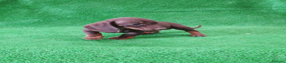 Teckel Miniatura Cachorro 2