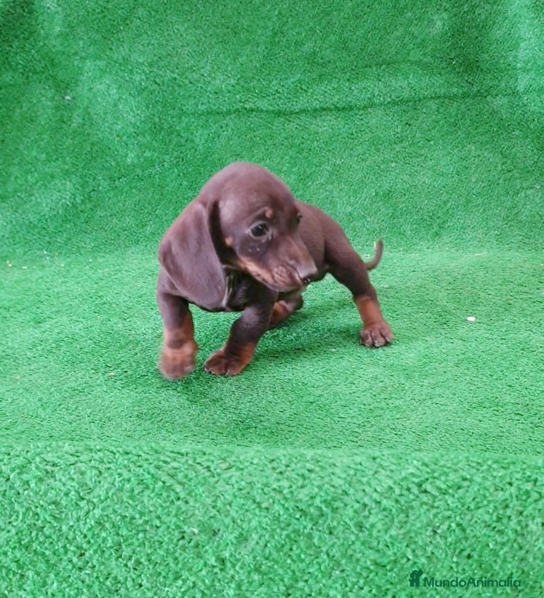 Teckel Miniatura perros en venta: Teckel kanichen " Oportunidad" - Imagen 2
