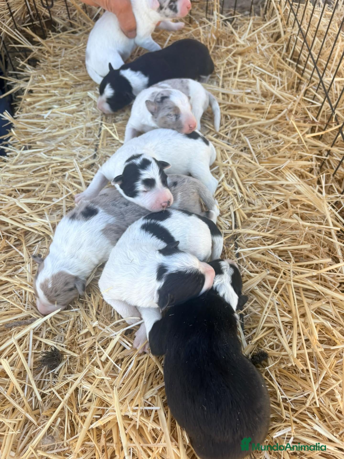 Border Collie perros Border Collie - Anuncio 2