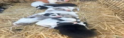Border Collie perros en venta: Border Collie - Anuncio 1
