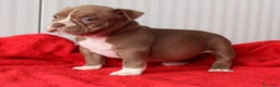American Bully perros en venta: American bully micro - Anuncio 2