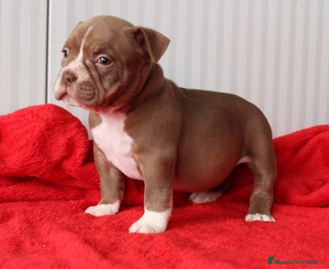 American Bully perros en venta: American bully micro - Anuncio 2