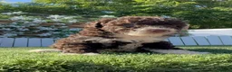 Perro de Agua Español perros en venta: PERRO DE AGUA ESPAÑOL - Anuncio 7