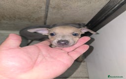 Pequeño Lebrel Italiano perros en venta: Lebrel isabelino pequeño - Imagen 2