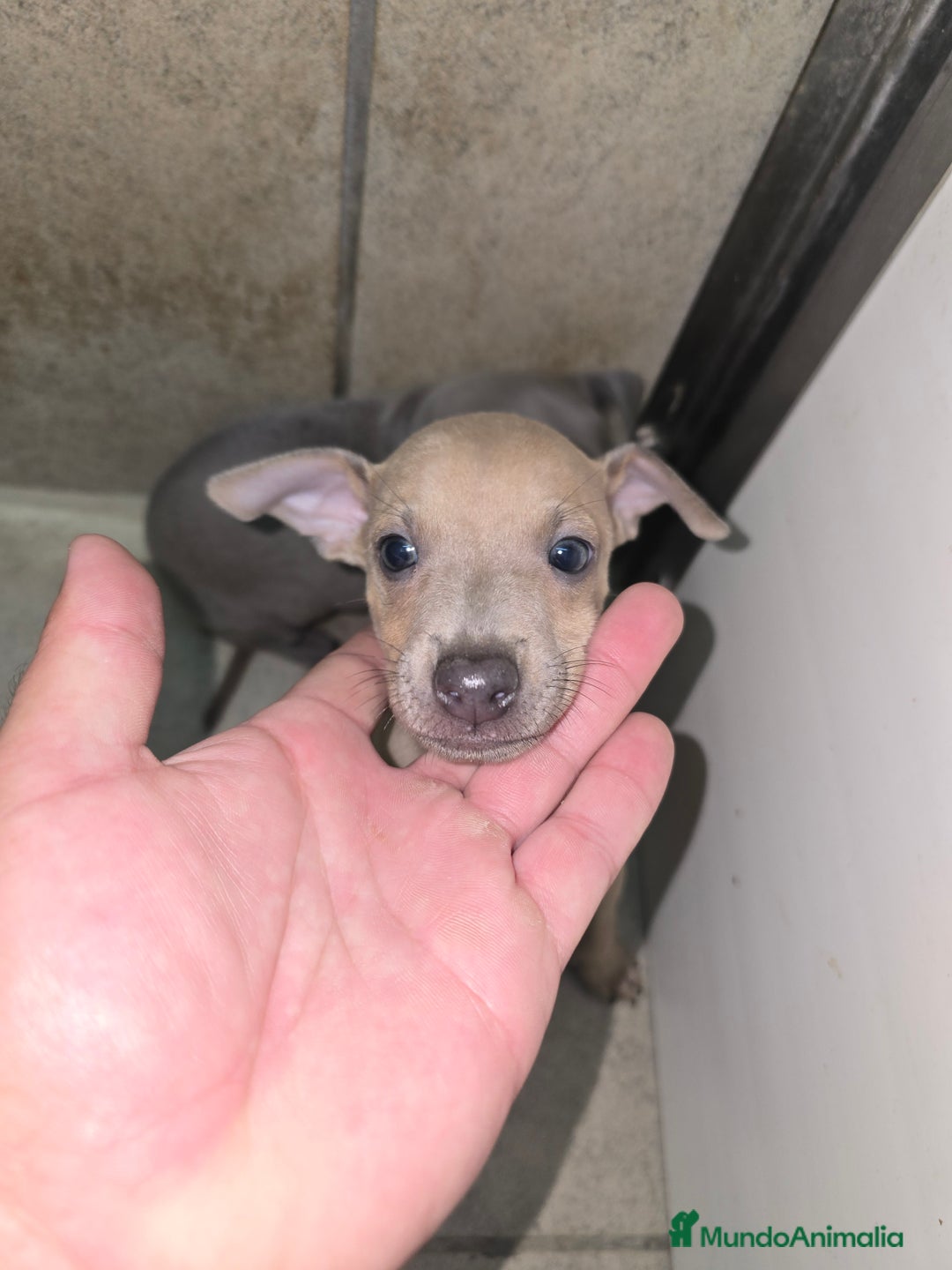 Pequeño Lebrel Italiano perros en venta: Lebrel isabelino pequeño - Imagen 2