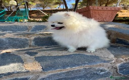 Pomerania perros en venta: Pomerania Macho disponible.  - Imagen 8
