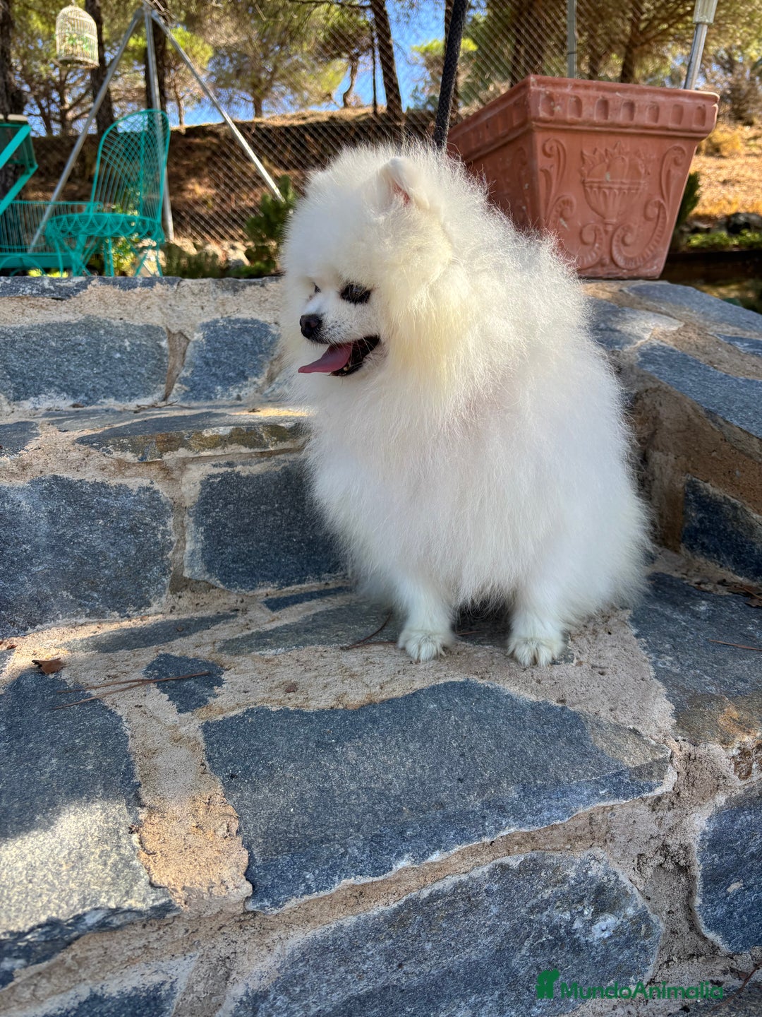 Pomerania perros en venta: Pomerania Macho disponible.  - Imagen 8