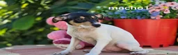 Ratonero Bodeguero Andaluz perros en venta: Bodeguero andaluz - Anuncio 5