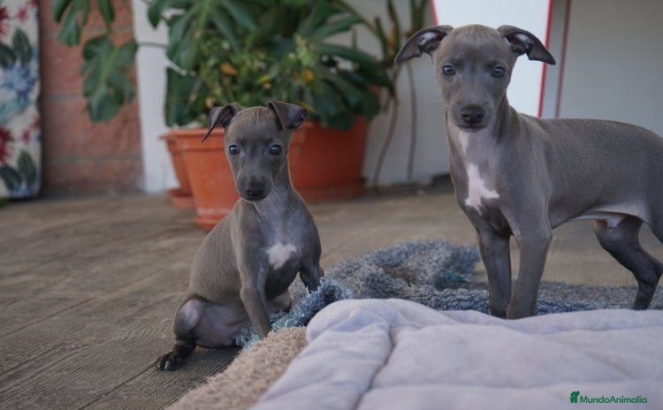 Pequeño Lebrel Italiano perros - Anuncio 16