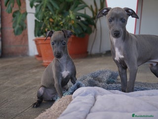 Pequeño Lebrel Italiano perros - Anuncio 4