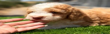 Perro de Agua Español 2