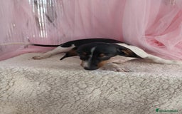 Teckel Miniatura perros en venta: Teckel mini pielbad exótico - Imagen 5
