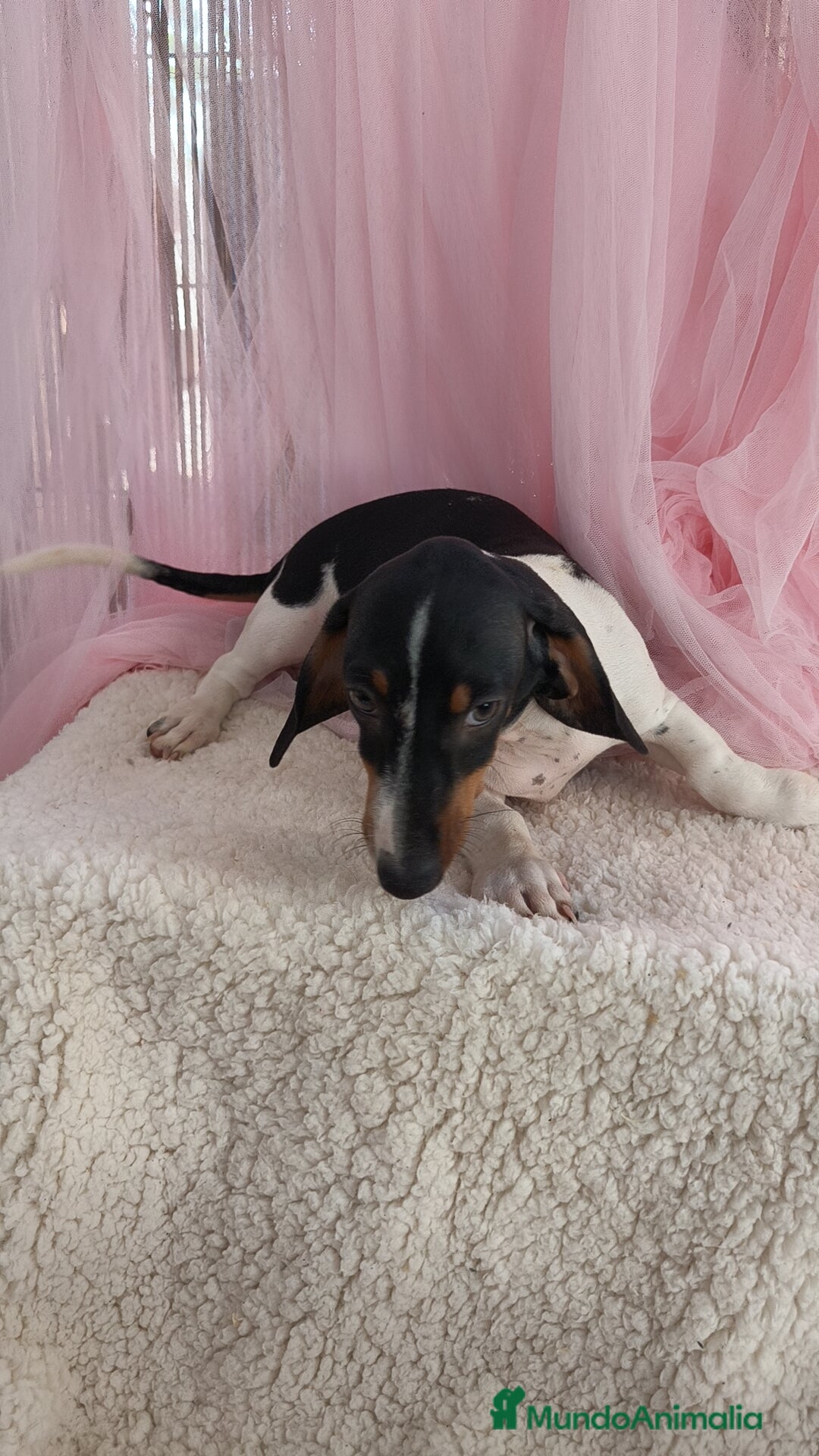 Teckel Miniatura perros en venta: Teckel mini pielbad exótico - Imagen 5