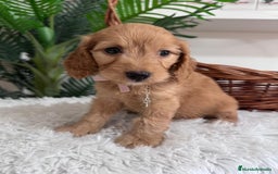 Otras razas perros en venta: COCKAPOO - Imagen 2