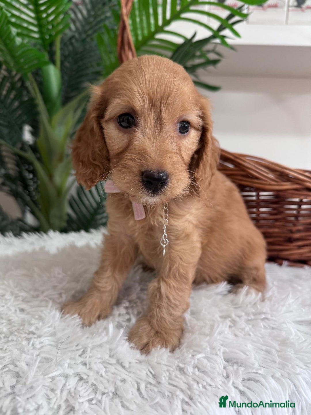 Otras razas perros en venta: COCKAPOO - Imagen 2