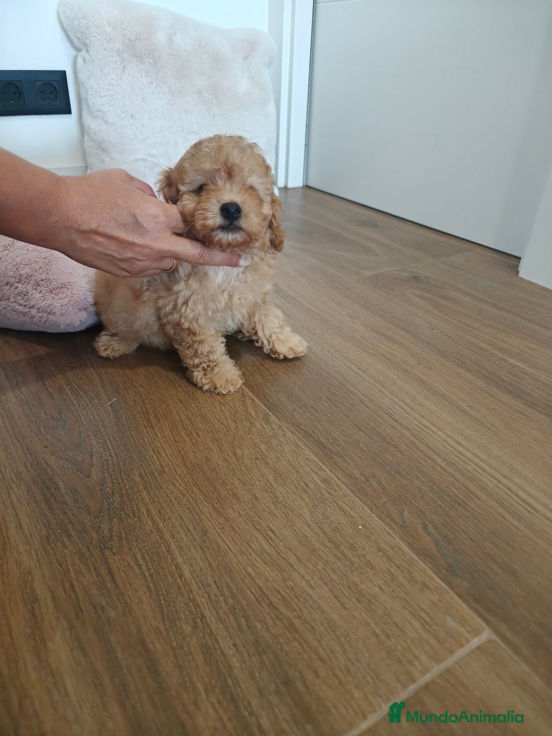 Caniche Toy perros en venta: Caniche Toy apricot  - Imagen 2