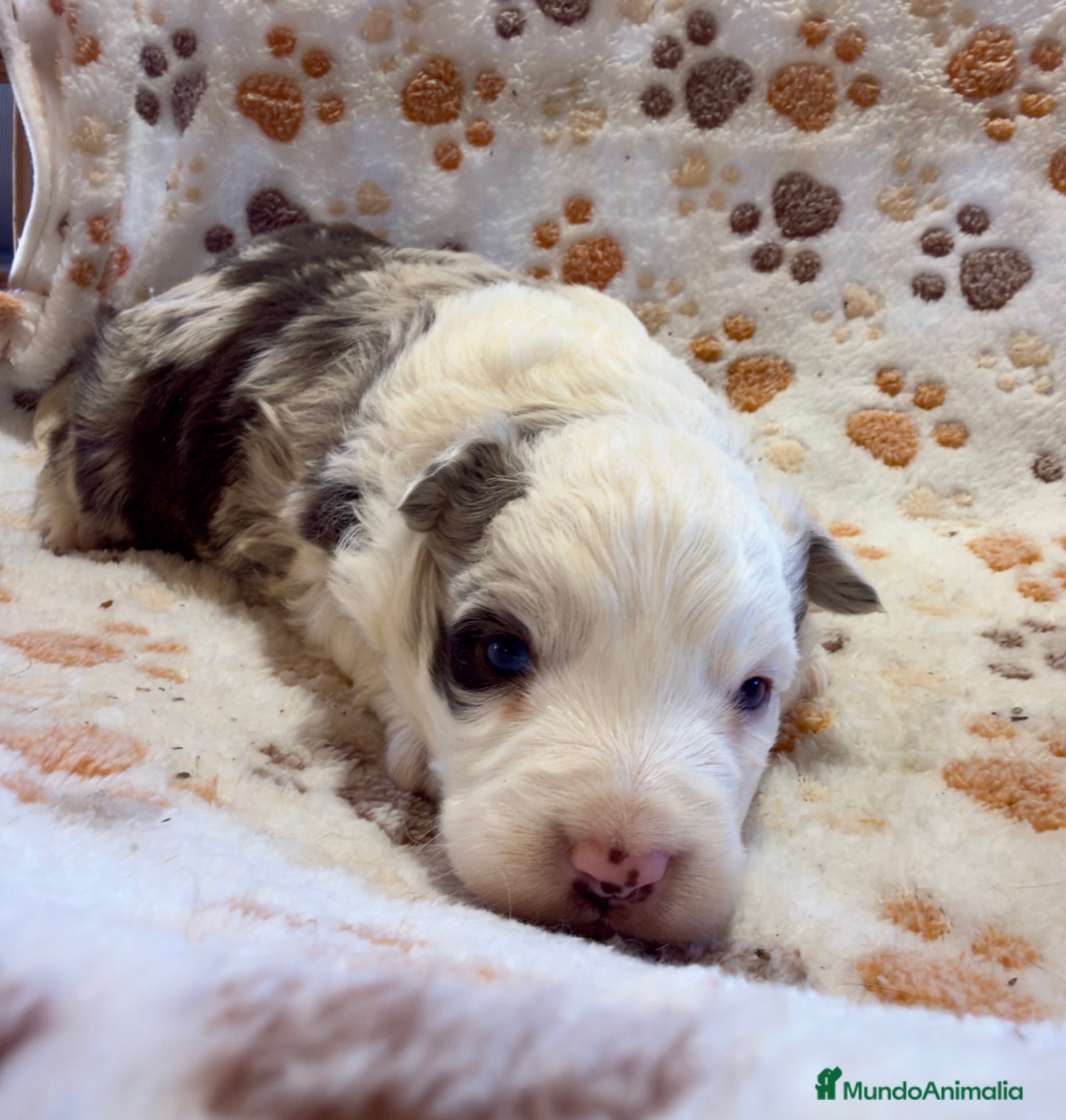 Border Collie perros Border collie red merle - Anuncio 7