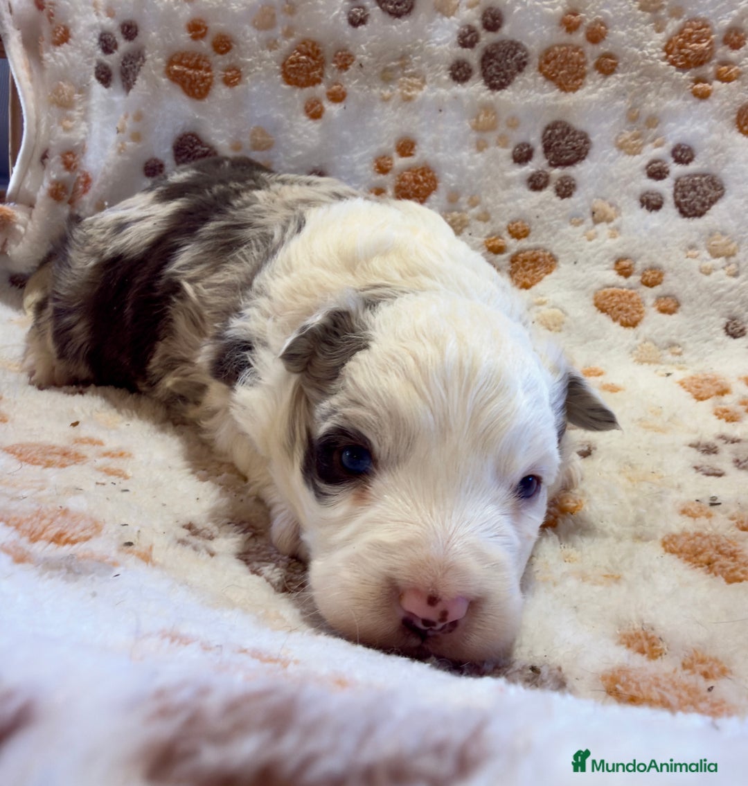 Border Collie perros en venta: Border collie red merle - Anuncio 1