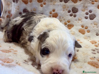 Border Collie perros Border collie red merle - Anuncio 1