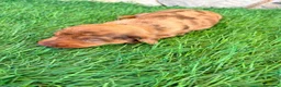 Teckel Miniatura perros en venta: Teckel Miniatura merle chocolate - Anuncio 2
