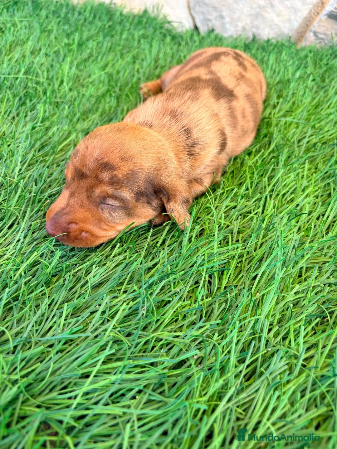 Teckel Miniatura perros en venta: Teckel Miniatura merle chocolate - Anuncio 2