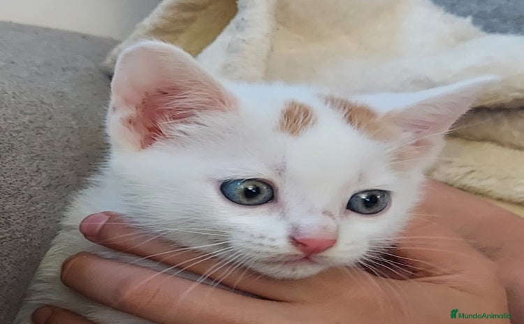 Otras razas gatos en venta - Anuncio 1