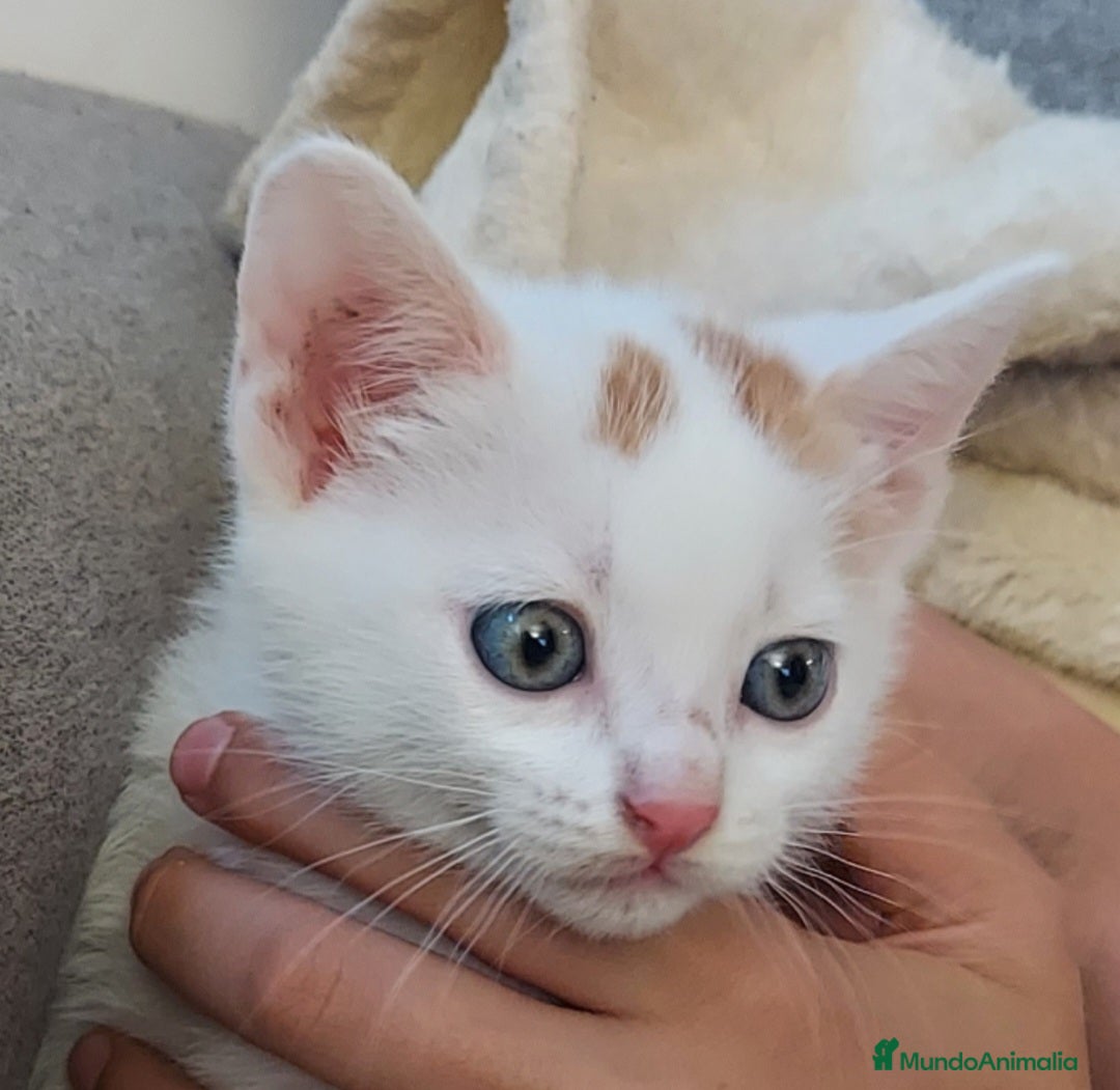 Otras razas gatos en venta: Cruce de gato persa - Imagen 1