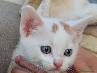 Otras razas gatos - Anuncio 1