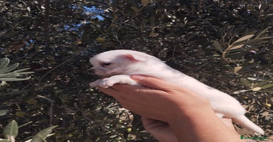 Chihuahua perros - Anuncio 11